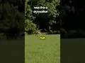 Chilling Skinwalker Scream