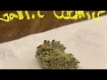Garlic Cookies Grassroots