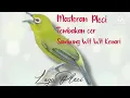 Lagu Masteran Pleci Tembakan Cerr Sambung Wek wek, Wit Wit Kenari, Cocok Untuk Masteran Pleci Bahan G12.