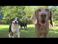 No bug spray with DEET is not safe for your dog
