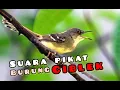 Download Lagu SUARA CIBLEK PIKAT MP3 CIBLEK SEMI 100% AMPUH