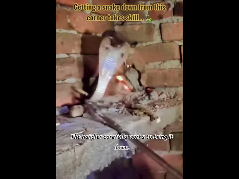 Watch How He Gets the Snake Down.