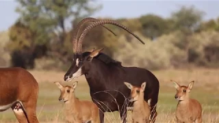Valley Venture 2020 Wildlife auction