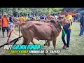 Download Lagu Suasana kerapan sapi HUT GAJAH MADA di lapangan Kaloang Sapudi Sumenep 2025