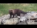 Fisher Fisher Cat Sighting
