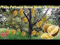 Download Lagu Proses Pertanian modern Buah Durian Sekala besar di Thailand