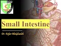 Anatomy of Small Intestine Duodenum Jejunum and Ileum
