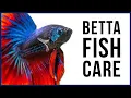 How to Care for Your New Betta Fish