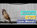 Download Lagu Blackthroat Gacor Isisan Mewah | Cocok Untuk Masteran