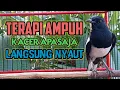 Lagu Terapi kacer, pancingan kacer ngeplong tarung inimer4ngs4ng kacer agar cepat bunyi gacor!