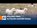 Download Lagu Nyolong Cempe, Siji Maling Diantemi Warga | POJOK KAMPUNG JTV