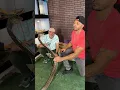Download Lagu KING COBRA Almost Bites ME! 🐍😳