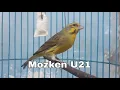 Download Lagu Mozken ‼️ umur 21 hari, Mozambik kenari