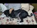 Dog rests his head while sleeping on human chest. Cuteness overload pure innocence heart touching
