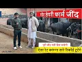 ऐसा रेट करूंगा सारे रिकॉर्ड टूटेंगे || 12 BUFFALO FOR SALE || MOR DAIRY FARM, JIND