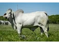 Lot 7 JDH Mr Murdoch Manso