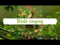 [4K] Morning Birds Singing | Forest Birdsong Nature Sounds | Bird Sounds Spectacular
