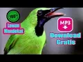 Download Lagu Download Suara Pikat Burung Cucak Ijo MP3  II Di Jamin 100% Lawan  mendekat II Pemikat Amatir