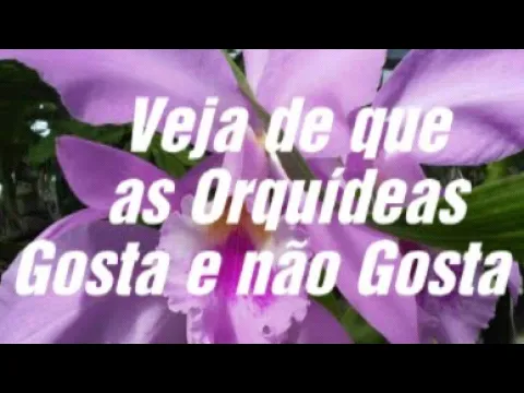5 COISAS QUE AS ORQUÍDEAS NÃO GOSTA E 5 COISAS QUE AS ORQUÍDEAS GOSTA