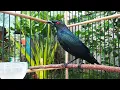 Download Lagu Suara Cucak Keling Jantan Memanggil Lawan. Pancingan Cucak keling biar gacor