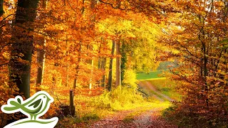 Peder B. Helland - Enchanted Forest (Instrumental Version) | 1 Hour of Relaxing Fantasy Music