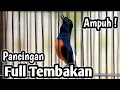 Download Lagu MURAI BATU GACOR FULL ISIAN TEMBAKAN KASAR AMPUH MEMANCING EMOSI MURAI BATU LAWAN