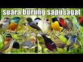 Download Lagu suara burung sapu jagat pikat semua jenis burung kecil ampuh terbukti