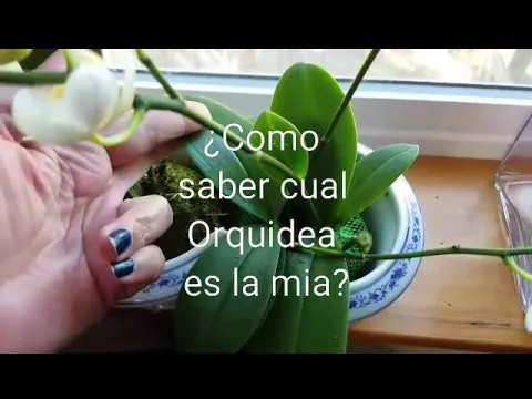 CUÁL ES MI ORQUIDEA? EN QUÉ LA SIEMBRO? PARTE I