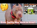 American Bully How to use Bully Max