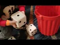 Giant Yahtzee