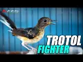 KETREKAN MURAI TROTOL FIGHTER BY ARCADIA BF - REMBANG