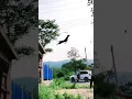 Download Lagu #tiktok Legendary dog training ft. Omg - White Gangster #dogs