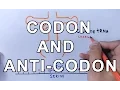 What is Codon and Anti-Codon Difference and Working Explained