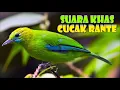 Download Lagu 6. MP3 Suara Pemikat Burung Daun atau Merbah Daun Hijau Sami HQ