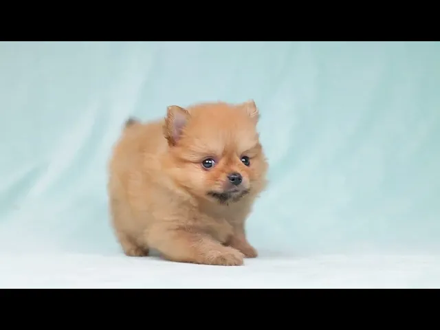 動画