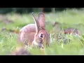 Download Lagu RABBIT HUNTING - HEAD SHOTS ONLY - Air Arms S510 US