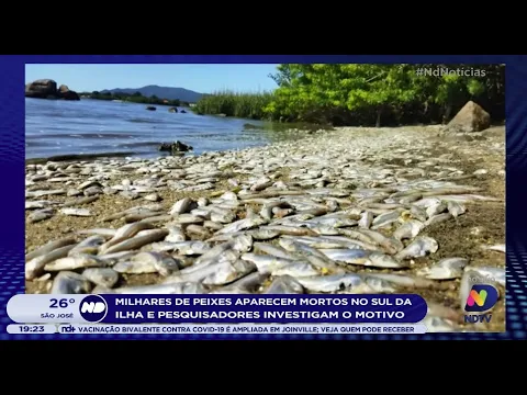 Milhares de peixes aparecem mortos no Sul da ilha e pesquisadores investigam o motivo
