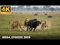 Download Lagu LION PRIDE | Battle for Survival in Predator Territory | Nature Animal Documentary