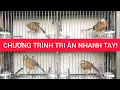 Lagu 540. Họa Mi trống mau mỏ hót hay tri ân phí mềm nhanh tay còn kịp... #0374961666 #Lyhaichim
