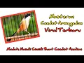 Download Lagu Masteran CENDET ARMAGEDON Viral Terbaru | Cocok Untuk Cendet Anakan !!! 