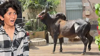 ANGRY CHAND BAIL QURBANI GONE WRONG!