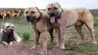 Kangal - The Giant with the Strongest Bite in the World! Calmly Killing a Wolf!