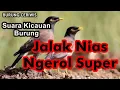 Download Lagu Suara Kicauan Burung Jalak Nias Ngerol Super Suara Keras Cocok Buat Masteran Isian