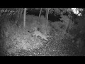Mountain Lion in Dallas Oregon