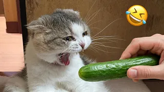 Funniest Pets Ever π Hilarious Animal Moments Of The Week πΆ