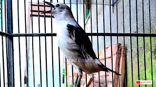 suara jernih dan ngeplong burung jalak sutra gacor sound brids