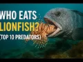 Top 10 Lionfish predators - Who eats Lionfish