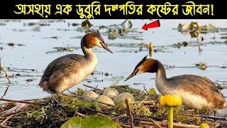 এক ডুবুরি দম্পতির জীবন কাহিনী | Bird Story-248 | The Life Story of Grebe Bird