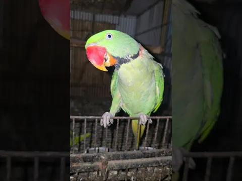 Cute Parrot Mithu Male #parrot #youtubeshorts