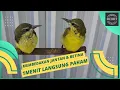 Download Lagu 🎯 Membedakan Jantan \u0026 Betina Anakan Burung Sogon ⁉️ Akurat 1 Menit Langsung Paham 🎯